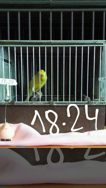 Канарейка певчая. 18-24