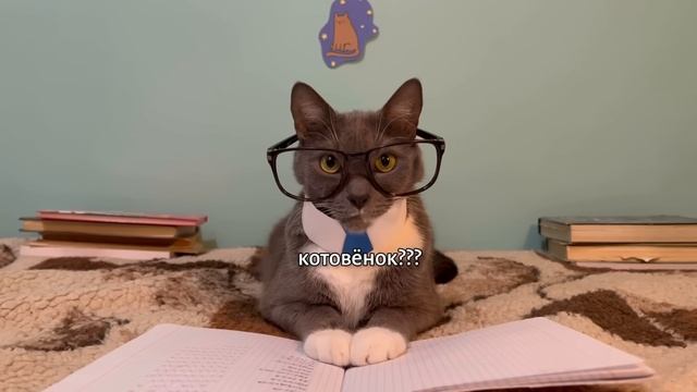 ЕСЛИ БЫ КОТИКИ ХОДИЛИ В ШКОЛУ - ЛУЧШИЕ СЕРИИ | Для детей