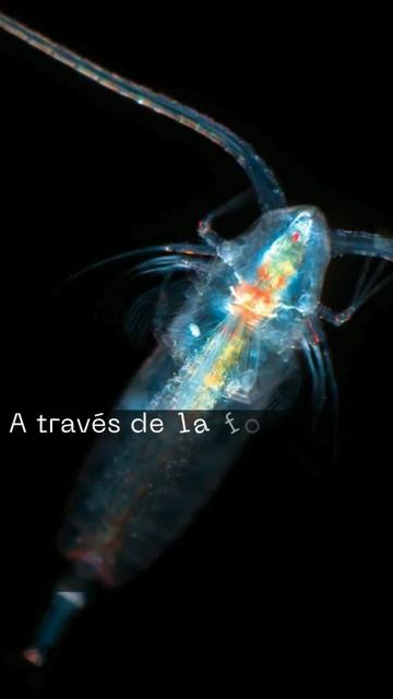 Conocimientos del Plancton #curiosity #animals #shorts