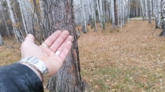 Белка и rammstein