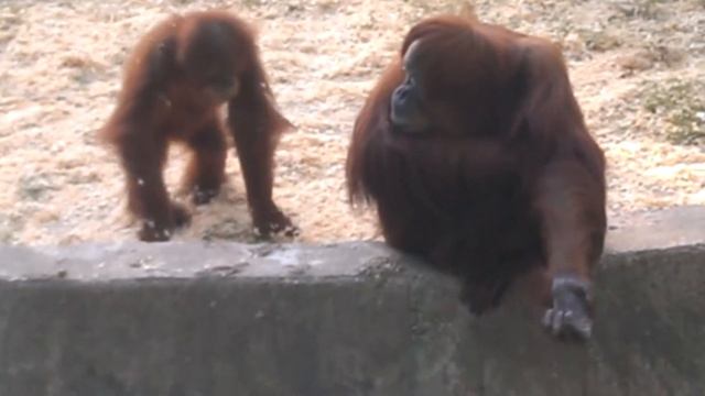 Two cute and super funny monkeys (смешные обезьяны)