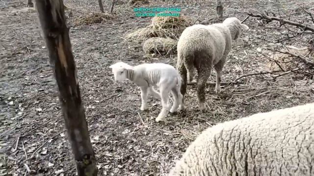 Happy lamb