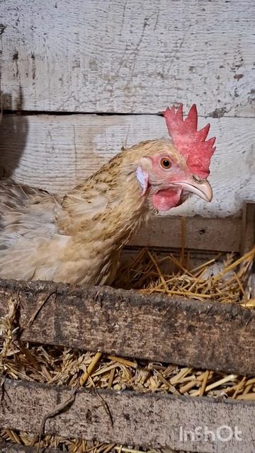 НАЧАЛОСЬ УТРО В ДЕРЕВНЕ