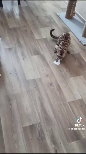 Забавные животные