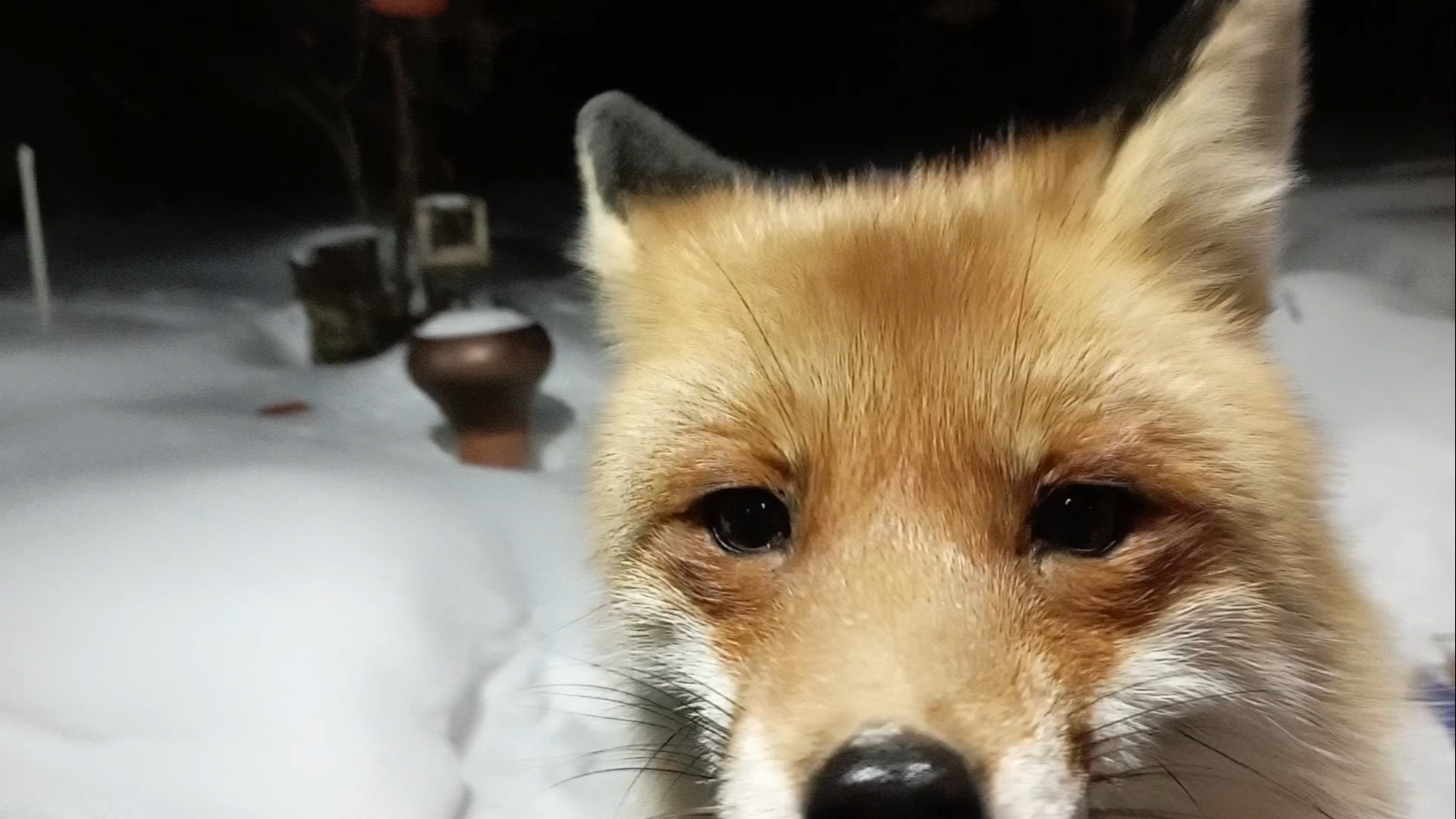 (936) Лиса приходит в гости. Январь 2024