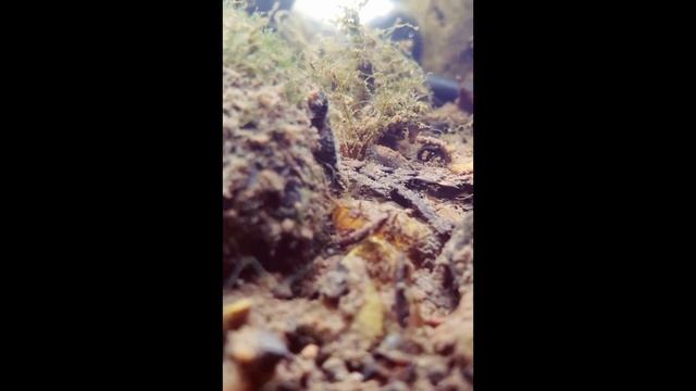 Unexpected sounds of our rivers underwater (Micronecta)