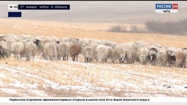 Объем финансирования проекта «Семейная ферма  Забайкалье отара» увеличится на 50 млн рублей
