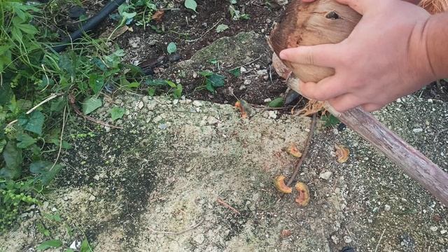 Como pelar un coco con pico de albañil