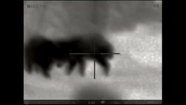 hungry hog hunter 2 hogs down Pulsar trail 50 lrf wild boar night hunting thermal scope