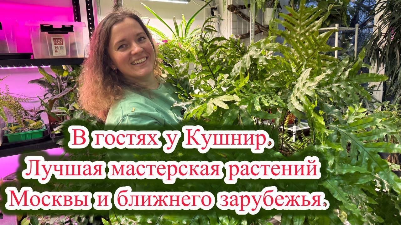 САЛОН ЭКСКЛЮЗИВНЫХ РАСТЕНИЙ-мастерская Марии Кушнир. Советы и рекомендации по комнатному озеленению