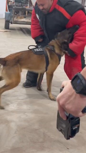 Tasers and Police Dogs | Grassroots K9