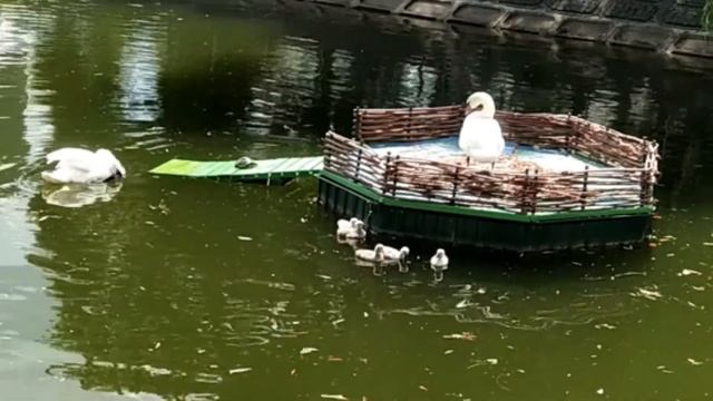 Спостереження за лебедями