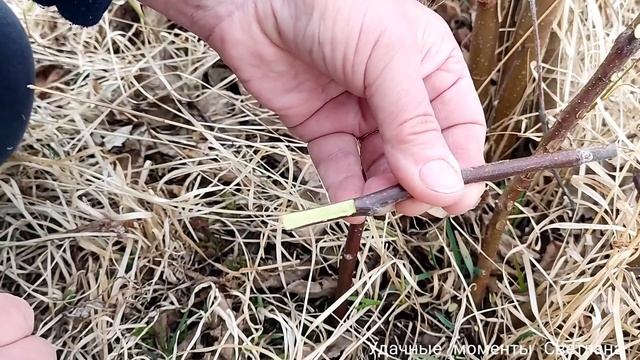КАК ПРИВИТЬ ЯБЛОНЮ ВЕСНОЙ / ПРИВИВКА В РАСЩЕП / САД МЕЧТЫ СВОИМИ РУКАМИ