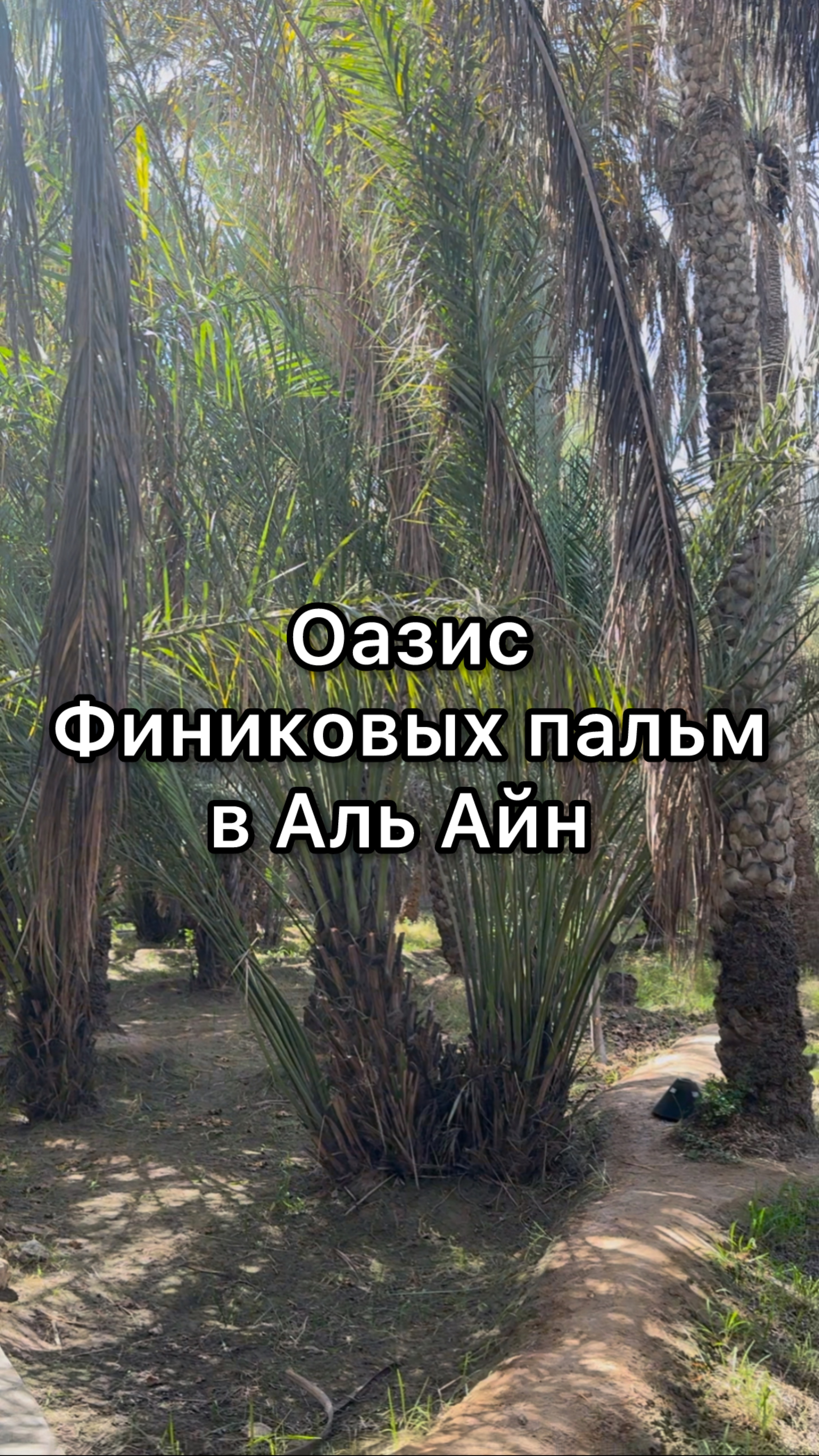 Оазис с финиковыми пальмами в Аль Айн
