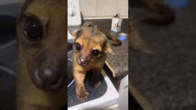 Так выглядит Кинкажу — хищное млекопитающее из семейства енотовых, которое очень любит фрукты.