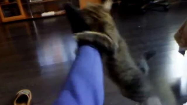 КОТ СОМИК ВЦЕПИЛСЯ В МОЮ НОГУ!