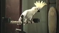 2000 Philips CD Recorder ad - Party Animal mix