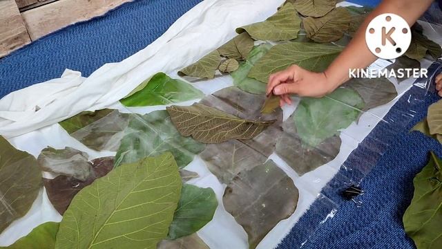 eco printing พิมพ์ผ้าด้วยใบไม้ ง่ายๆ