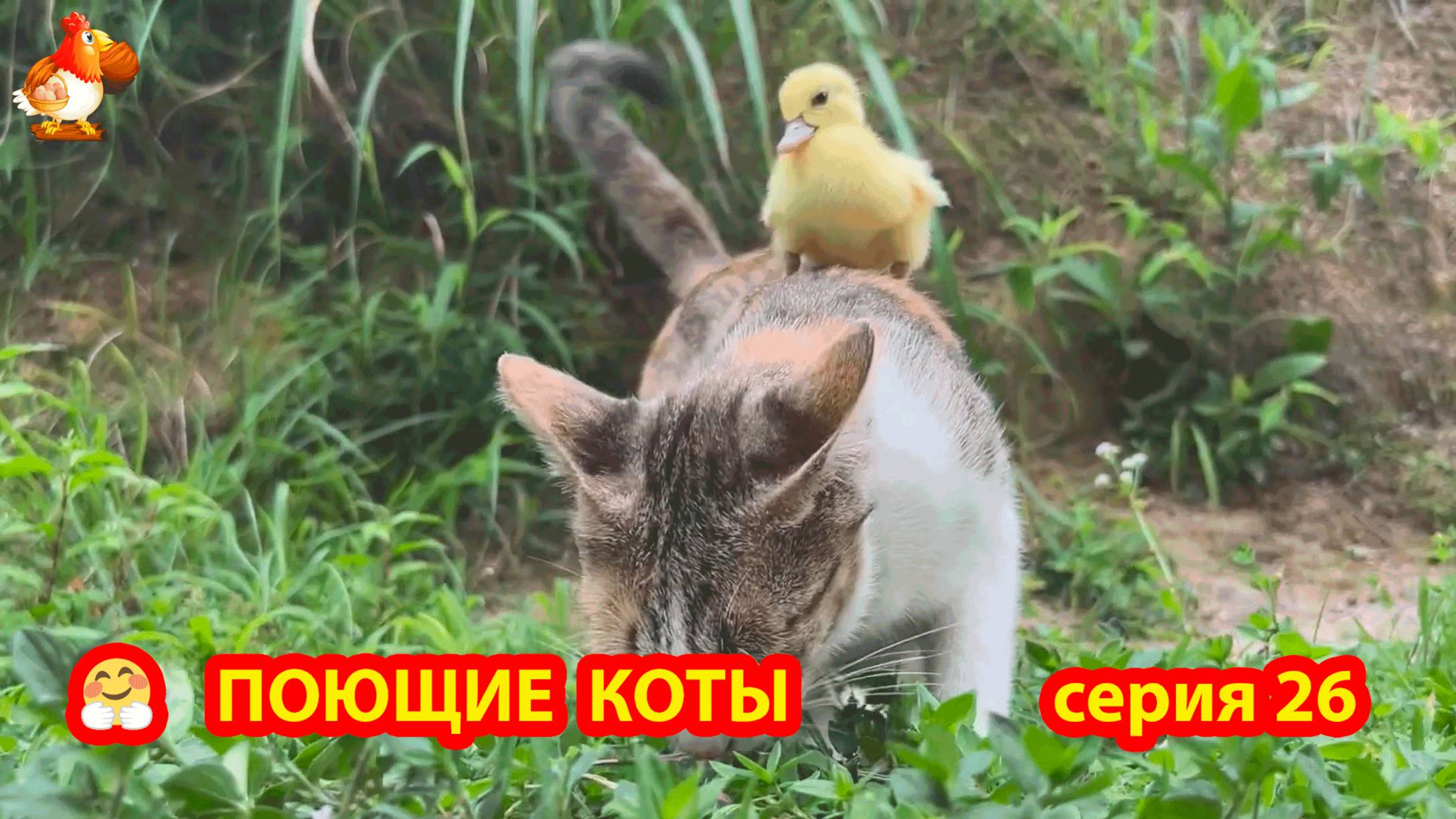Крутые коты у птичьего двора серия (26) 🐈🐈⬛😹 Природа Абхазии и подворье с птицами и животными ❣️