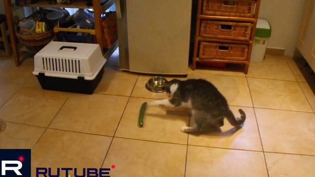 Коты И Огурцы