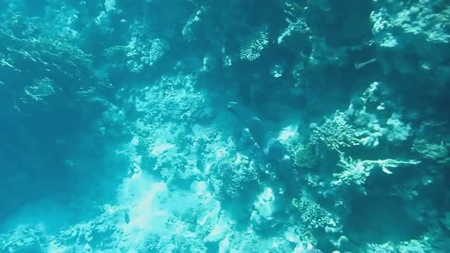 Гигантская мурена. Часть 1. Красное море. Шарм-эш-Шейх. Шаркс-Бей. 2024