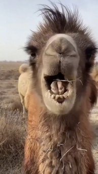 #CamelToe