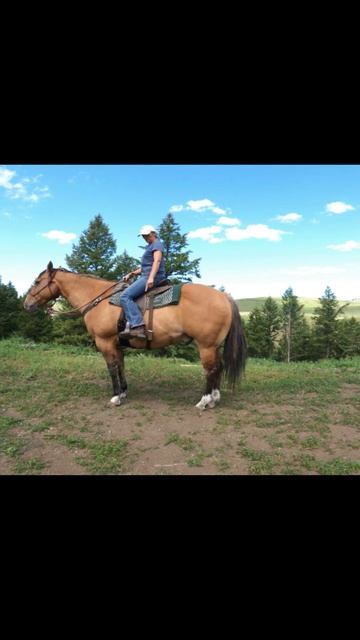 THIS IS HOW YOU RIDE A HORSE BOUNCE FREE!!!#shorts#horses🐎