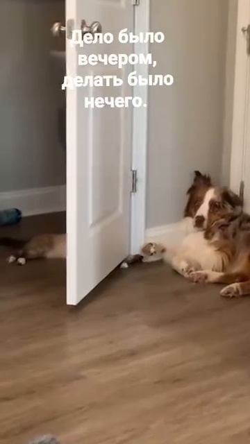 животные 😺 чувствуют себя хозяевами