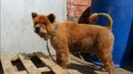 Собачка породы чау-чау была нездорова из-за питания.. И все это время у нее были хозяева!