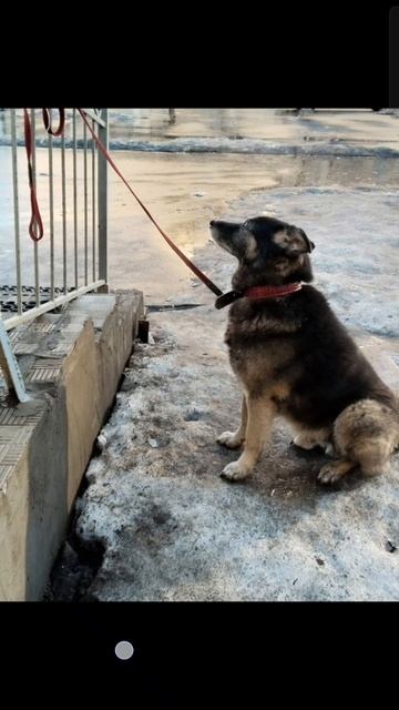 я встретил милую собачку и у меня нету подписчиков можно пожалуйста за собачку лайк или подпишитесь