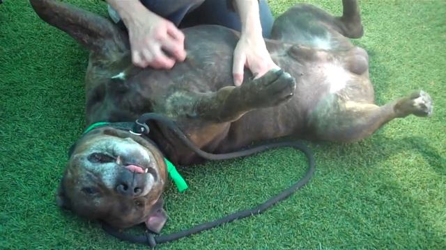 A1440532 MAXWELL 2