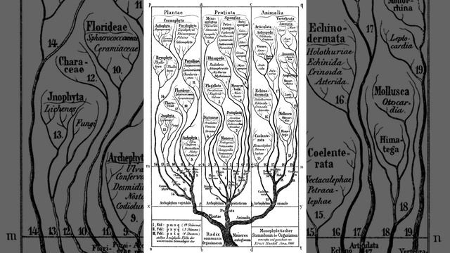 Phylogenetic nomenclature | Wikipedia audio article
