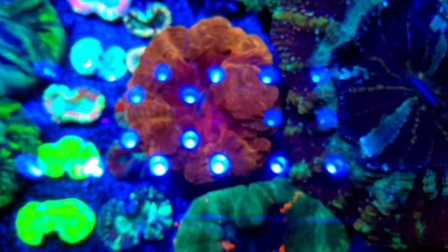 Scolimias de. Manto (acanthophillias) assistam antes de comprar uma!!!!!