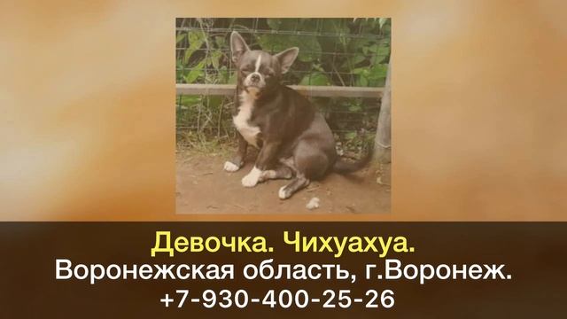 Пропала собака! Девочка. Чихуахуа. Воронежская область, г.Воронеж.