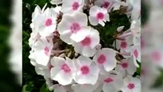 КТО ЛЮБИТ ФЛОКСЫ ТАК, КАК ЛЮБЛЮ ИХ Я  |  МОЯ КОЛЛЕКЦИЯ