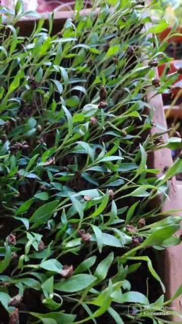 Coriander microgreens