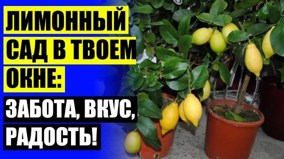 ☑ Купить лимонное дерево в горшке