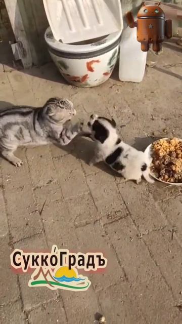 А у нас новый смотрящий за двором