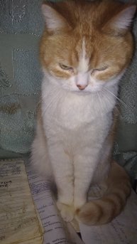 Утомился 😂 пушистик 😳😃😳...😉🤟
Улыбнуло? Поддержи Автора:
2200030542971701