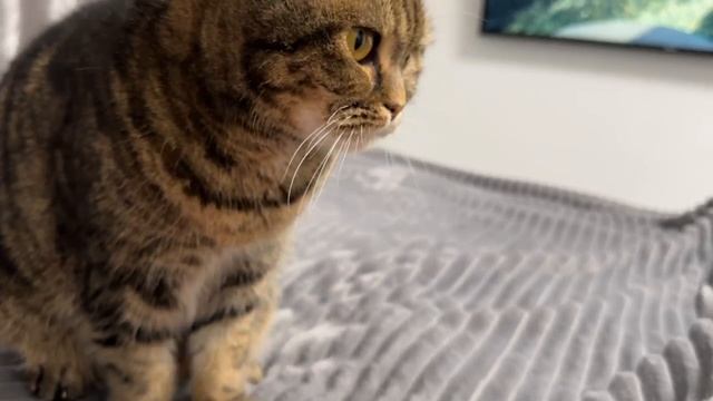 ЧЕССИ🐯ГОТОВА ВСЕ ВЫТЕРПЕТЬ ОТ МЕНЯ И ДАЖЕ МАССАЖ