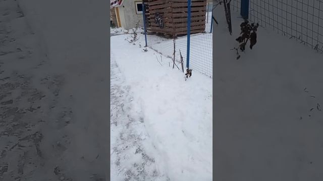 Снега совсем мало