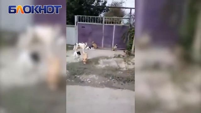 Более десяти собак объединились в стаю в Красном Яру
