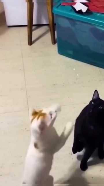 1000072392.mp4