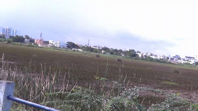 Bandam Cheruvu at NIT Warangal || Bronze-winged jacana found at Bandam Cheruvu