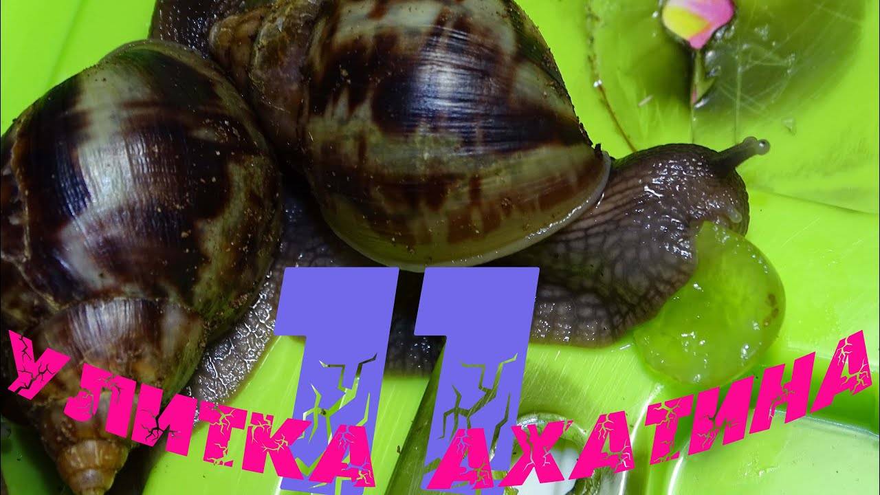 Улитка Ахатина 11 (Кушают виноград киш-миш)