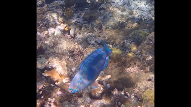 Snorkelling at Cayo Coco, Cuba from The Colonial- April 2016