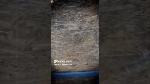 Заброшенный грязевой вулкан Шуго Анапа