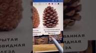 Шишковидная железа ☝️
Ее тайна 😱