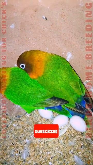 LoveBirds Breeding Piar | Love Birds Eggs