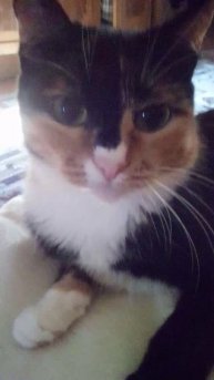 НАША БЕККИ
ЭТО КОШКА
❤️❤️❤️